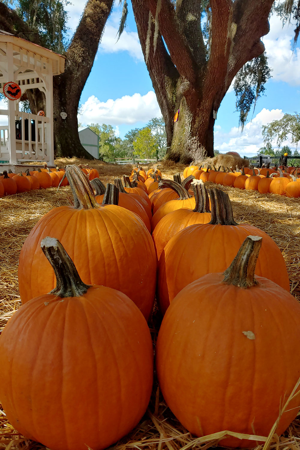 pumpkin patch saint cloud fl